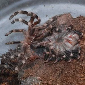 23039 tarantula molt position