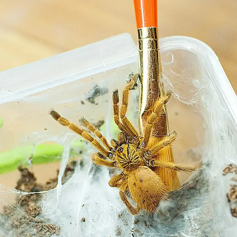 23041 african savanna landscape