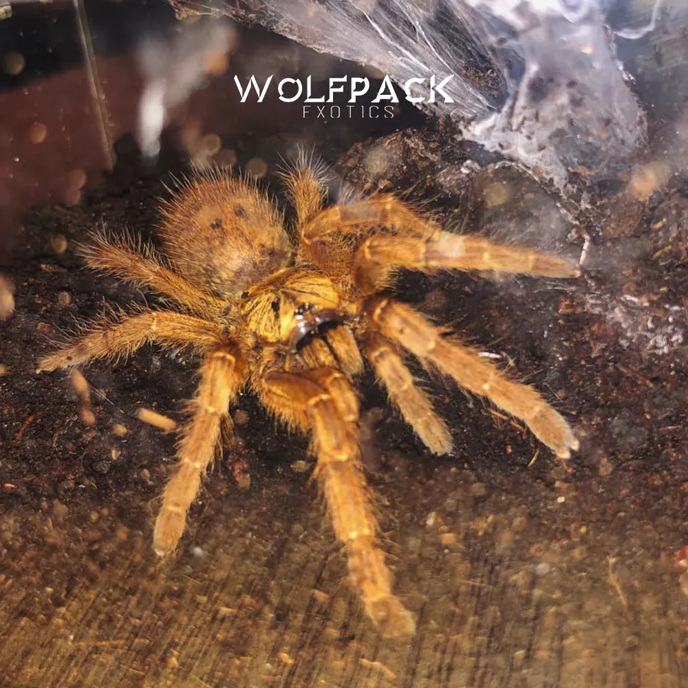 23041 orange baboon tarantula in habitat