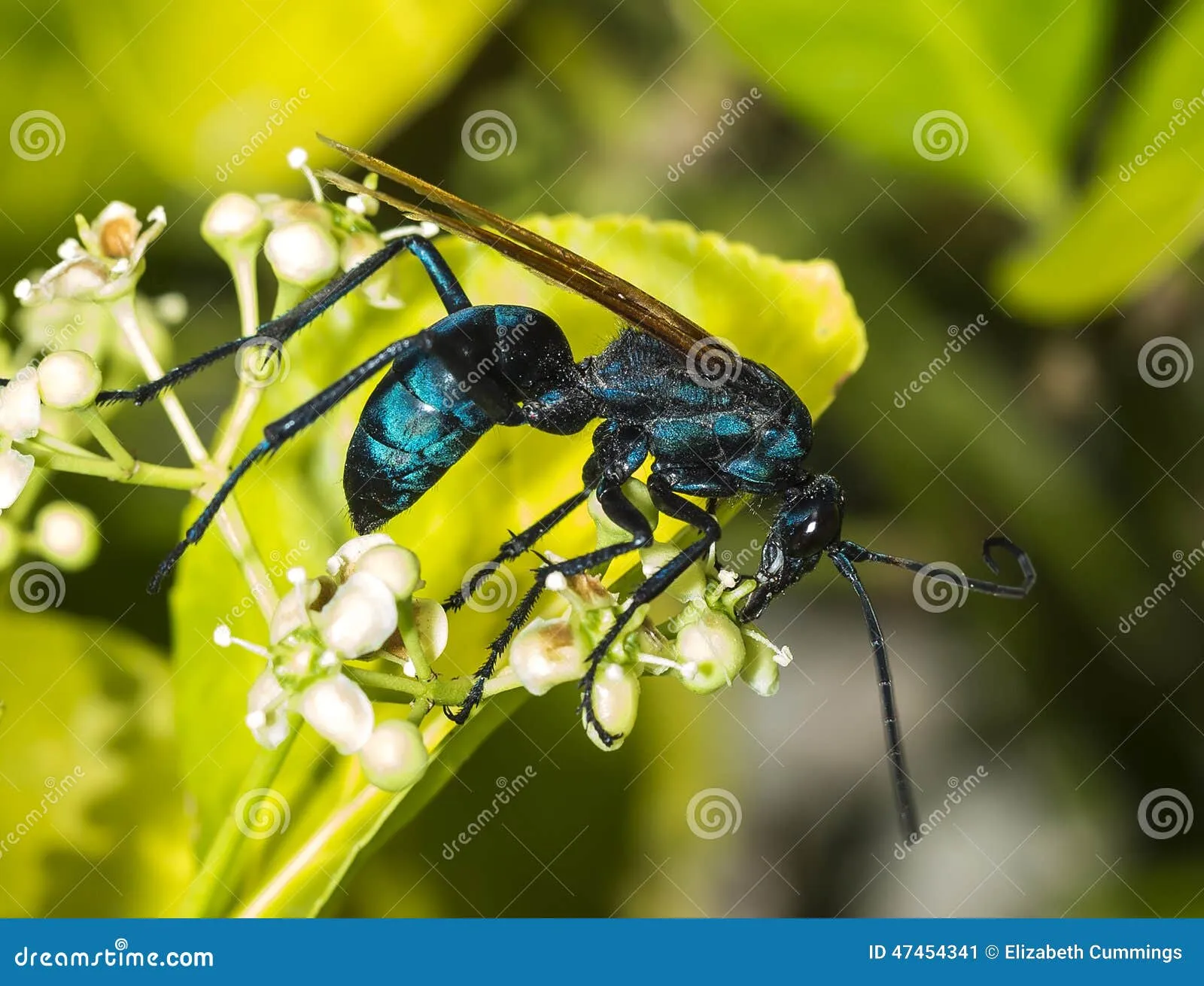 23042 tarantula hawk wasp hunting