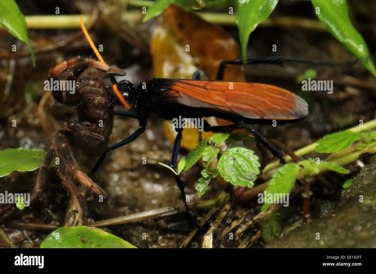 23042 tarantula hawk wasp laying egg