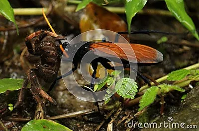 23042 tarantula hawk wasp lifecycle
