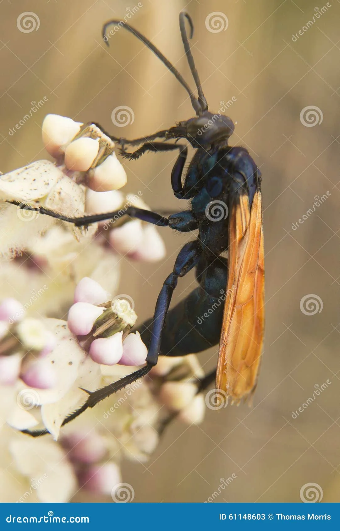 23042 tarantula hawk wasp size