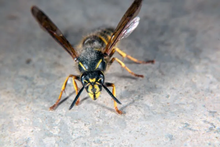 23047 executioner wasp closeup