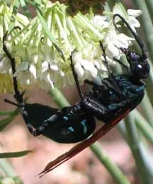 23047 executioner wasp nest