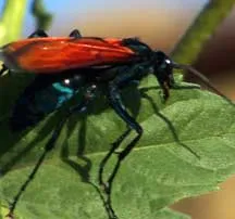 23047 executioner wasp sting