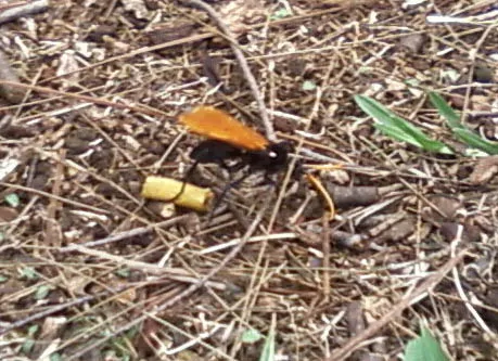 23047 tarantula hawk carrying prey