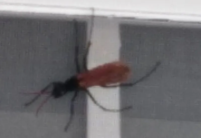 23047 tarantula hawk flying