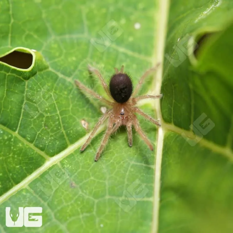 23048 golden knee enclosure