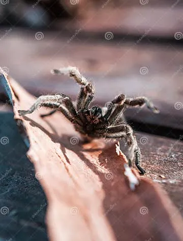 /img/23049-tarantula-defense-pose-closeup.webp