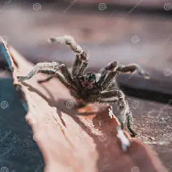 /img/23049-tarantula-defense-pose-closeup.webp