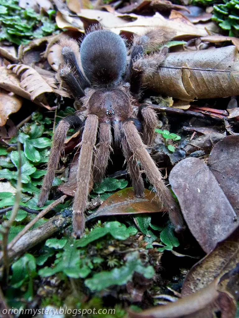 23049 tarantula defensive hairs