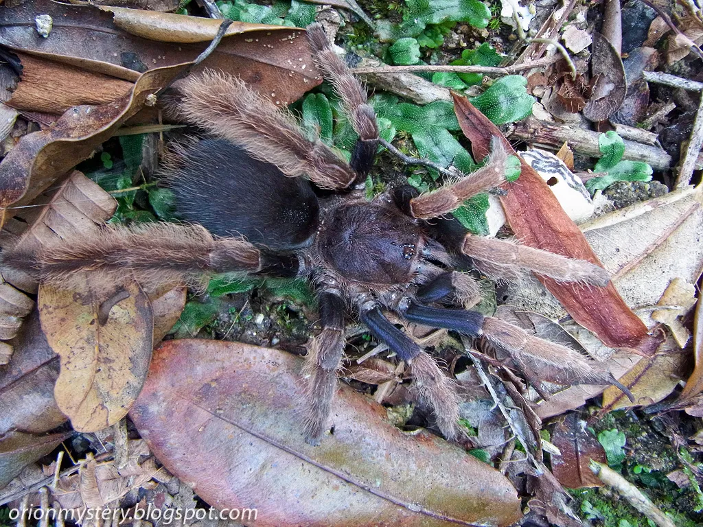23049 tarantula molting