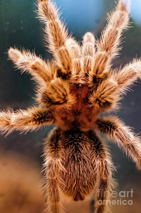 23049 tarantula stance preparation