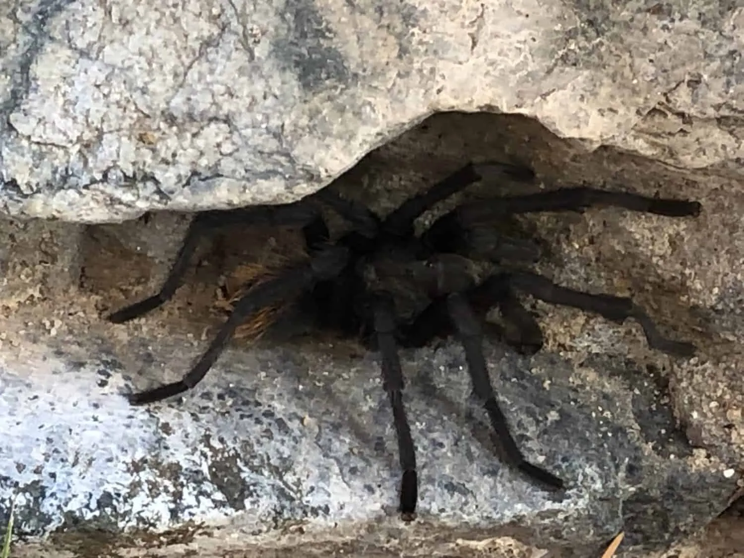 23050 healthy tarantula