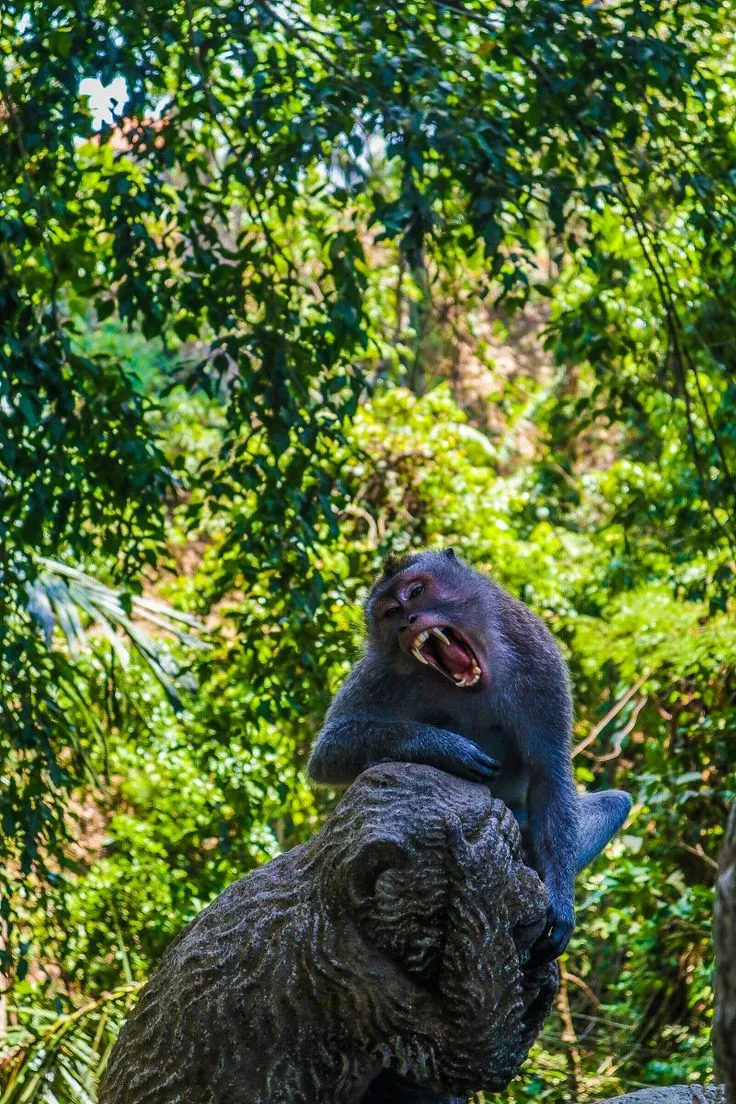 23050 tarantula molting