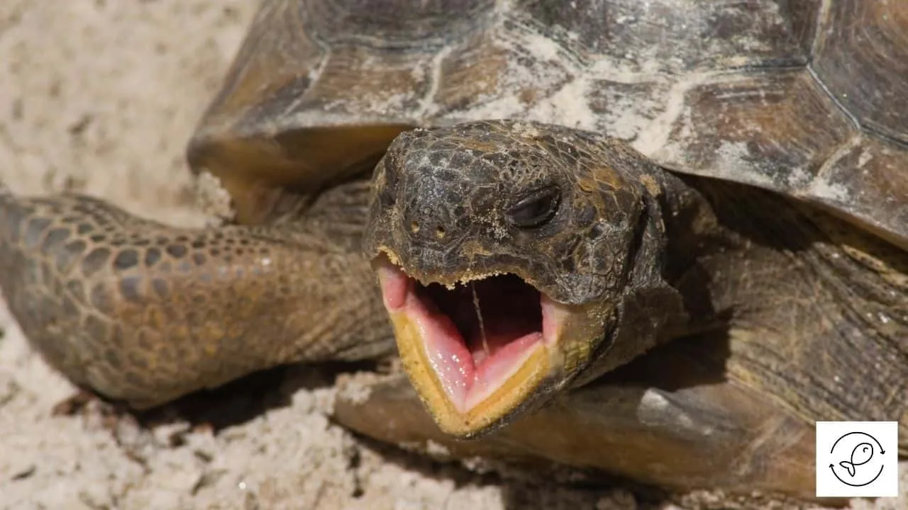23050 tarantula oxygen intake