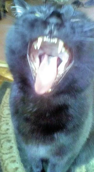 23050 tarantula thermoregulation