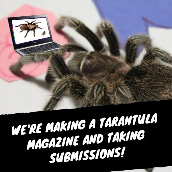 23051 tarantula enclosure