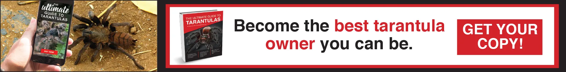 23051 tarantula species