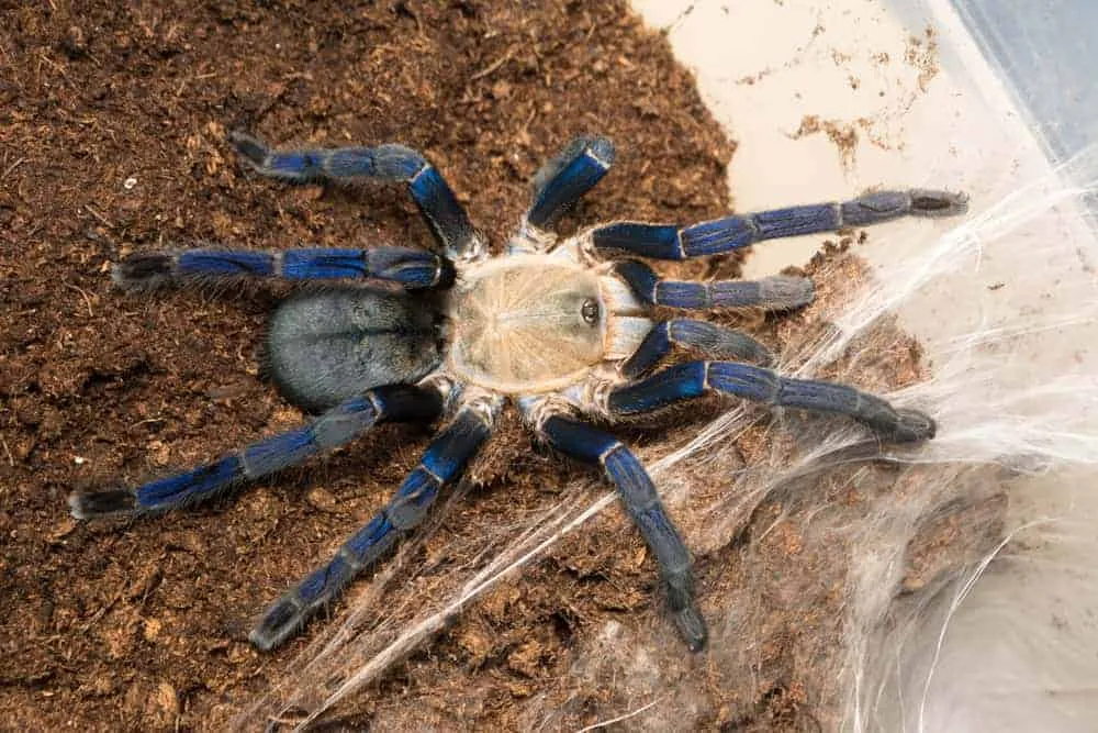 23052 cobalt blue tarantula feeding