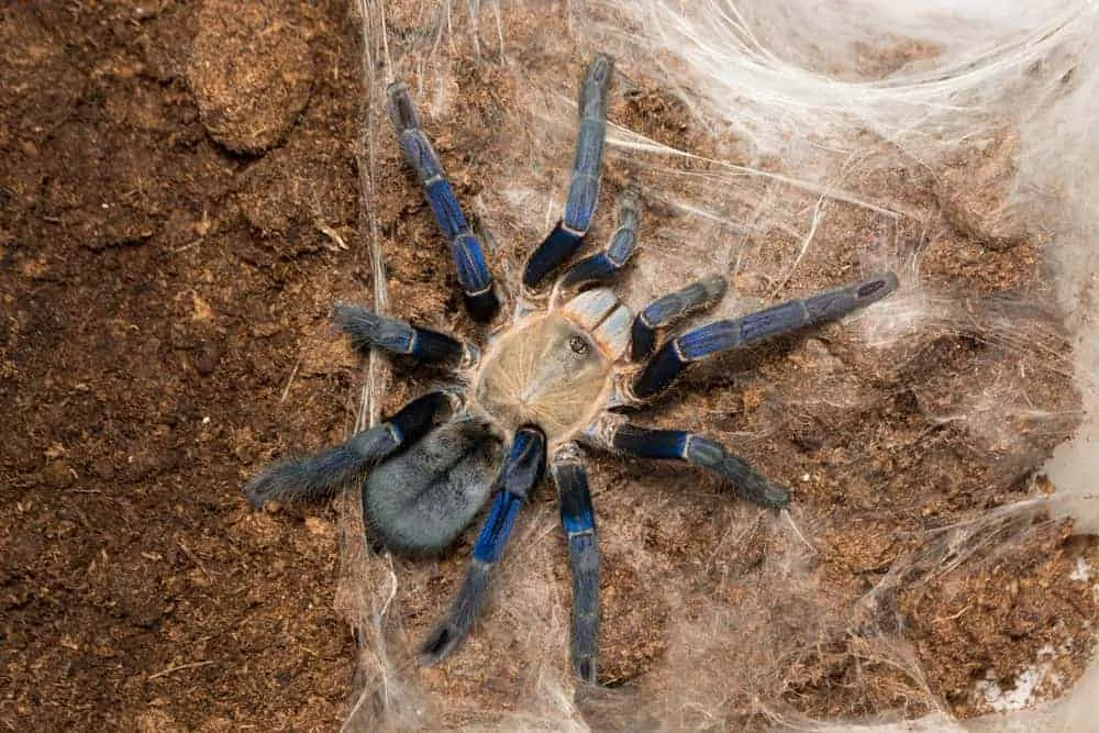 23052 cobalt blue tarantula handling
