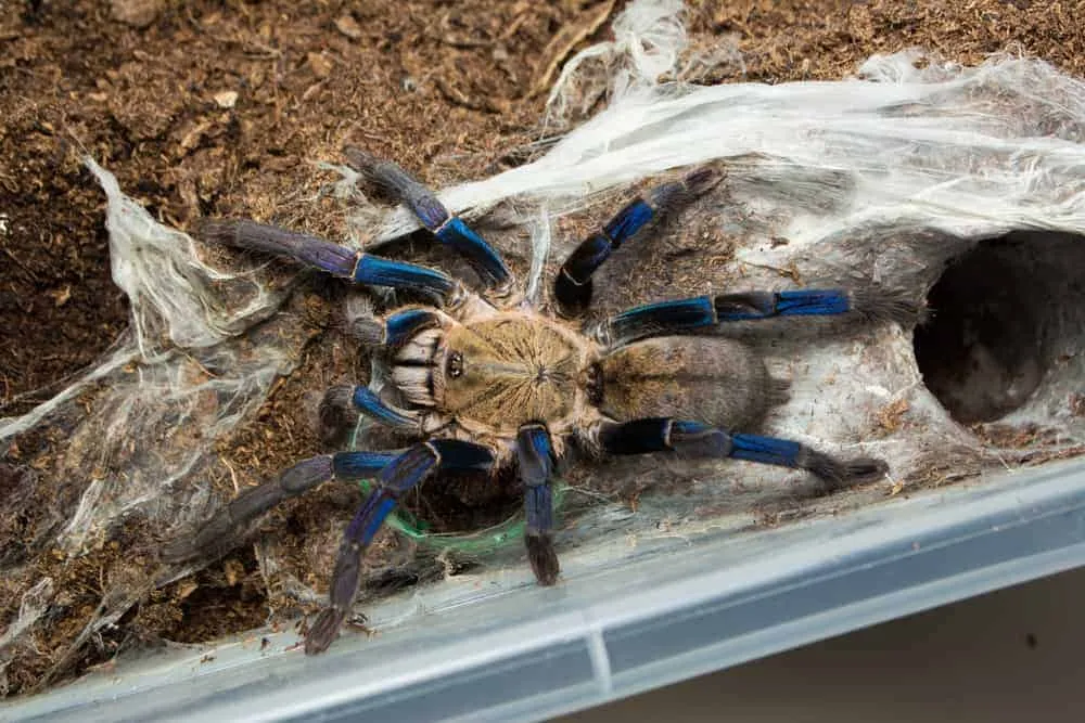 23052 cobalt blue tarantula video 2