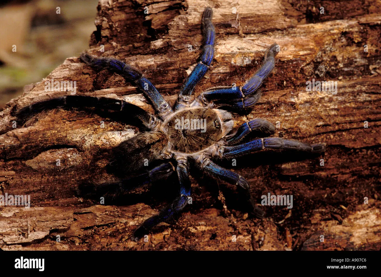 /img/23052-cobalt-blue-tarantula-video-4.webp