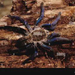 /img/23052-cobalt-blue-tarantula-video-4.webp