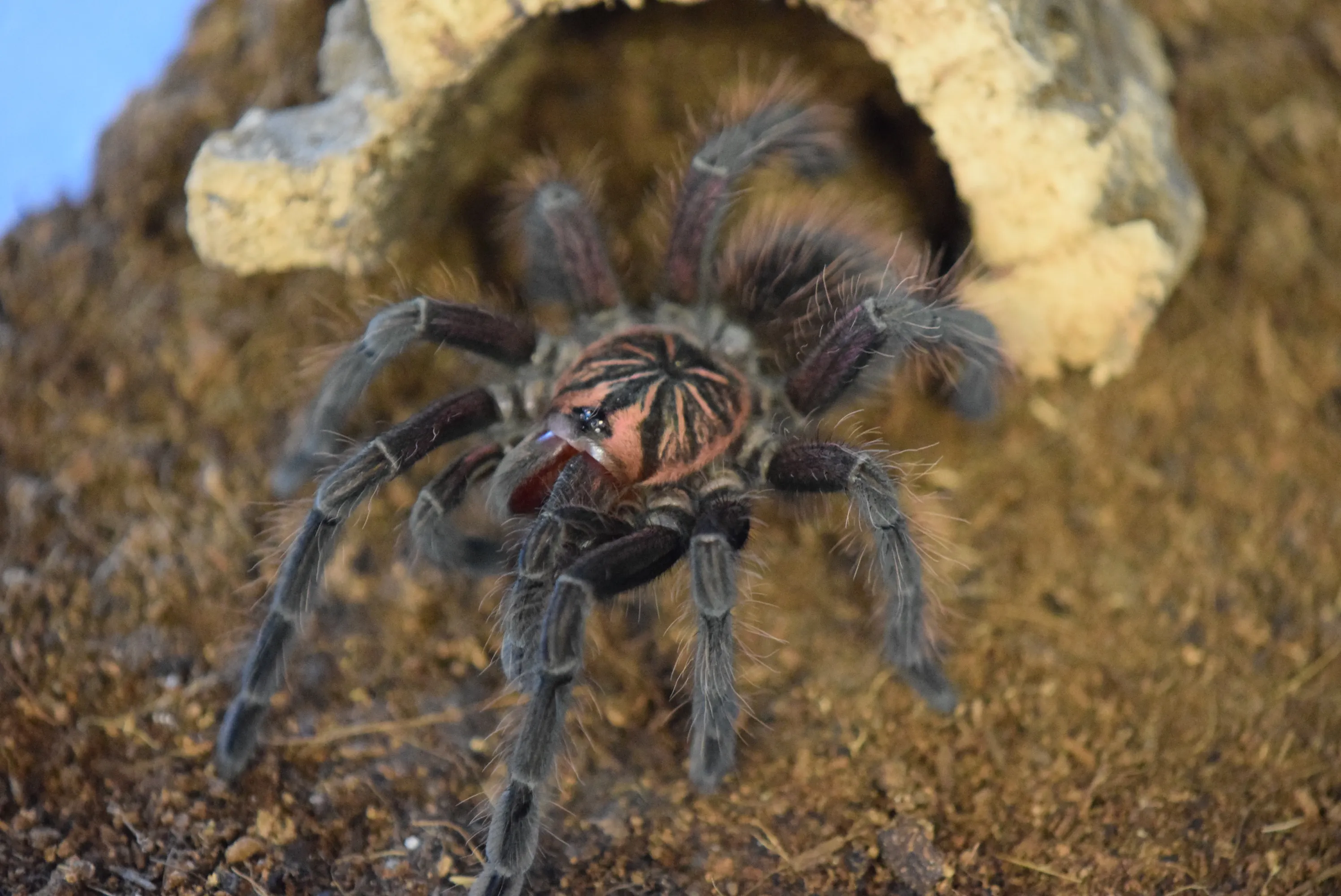 /img/23053-tarantula-size.webp
