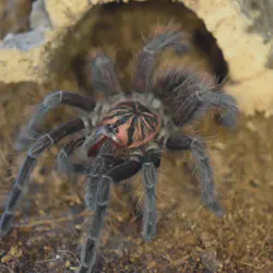 /img/23053-tarantula-size.webp