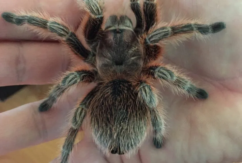 23054 handling chilean rose tarantula