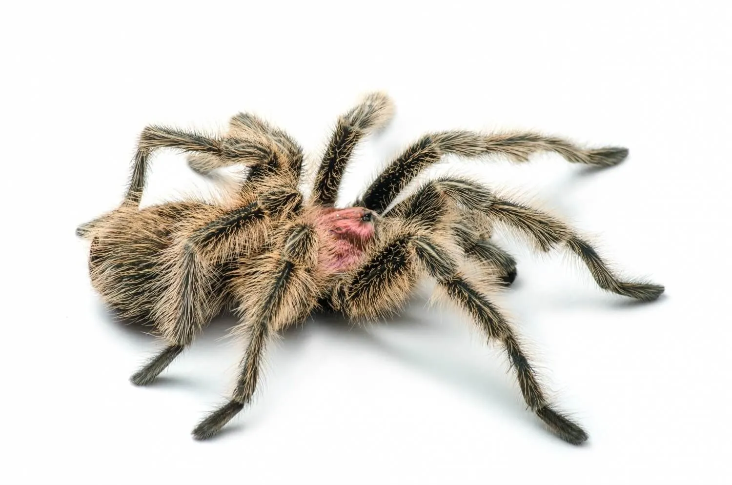 /img/23054-veterinary-care-for-tarantulas.webp