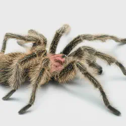 /img/23054-veterinary-care-for-tarantulas.webp