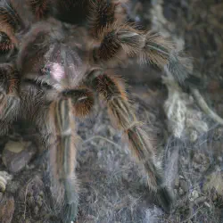 /img/23056-chilean-rose-tarantula-defensive-pose.webp