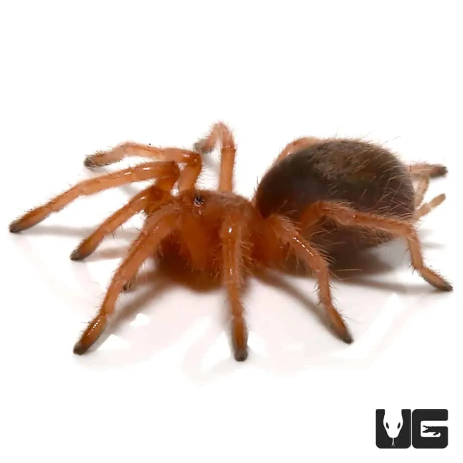 23056 chilean rose tarantula eating