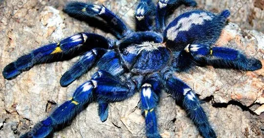 23059 gooty sapphire tarantula enclosure
