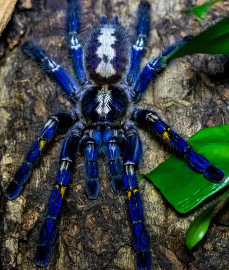 23059 gooty sapphire tarantula feeding