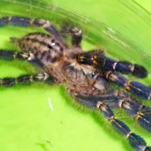 23059 gooty sapphire tarantula handling