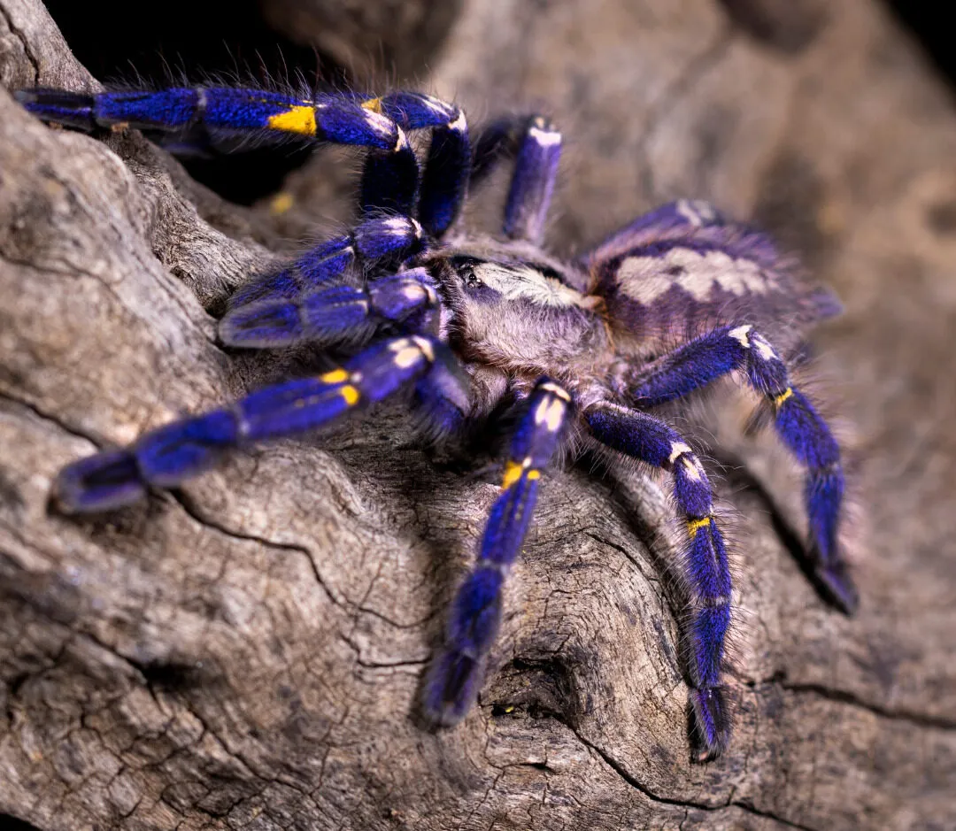 23059 gooty sapphire tarantula health