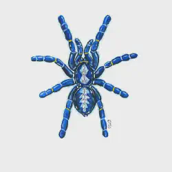 /img/23059-gooty-sapphire-tarantula-substrate.webp