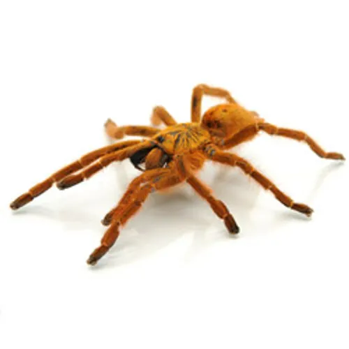 /img/23062-king-baboon-tarantula-pet-store.webp