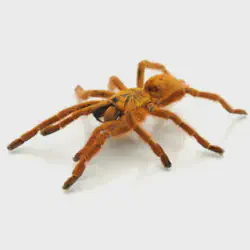 /img/23062-king-baboon-tarantula-pet-store.webp