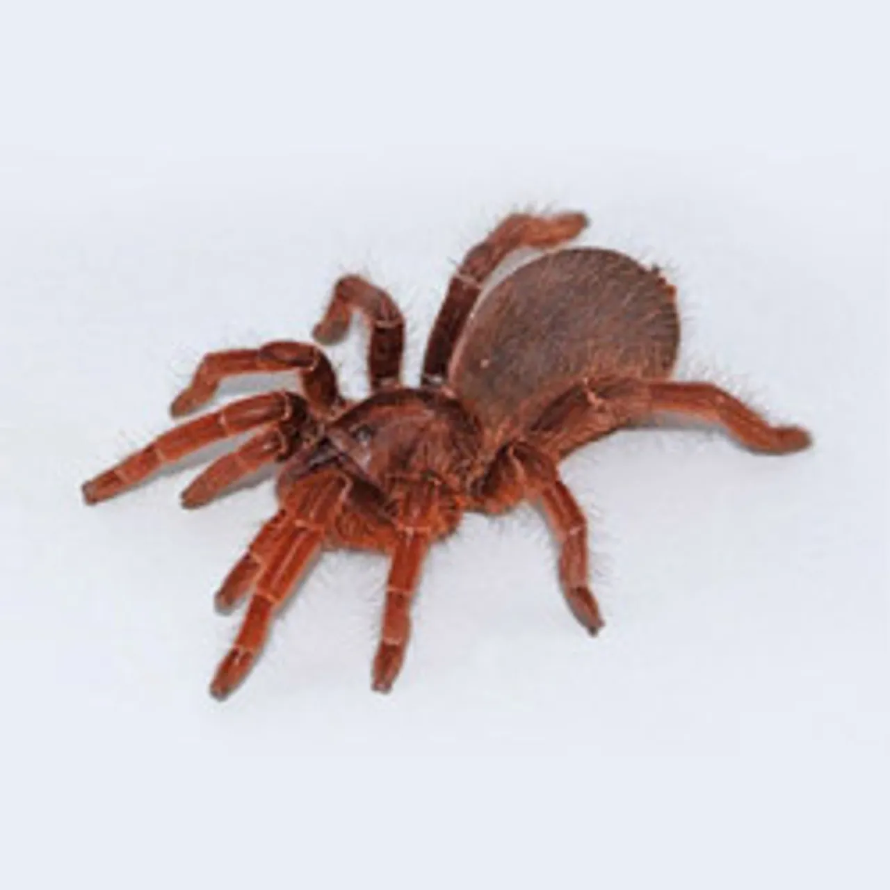 23062 king baboon tarantula spider