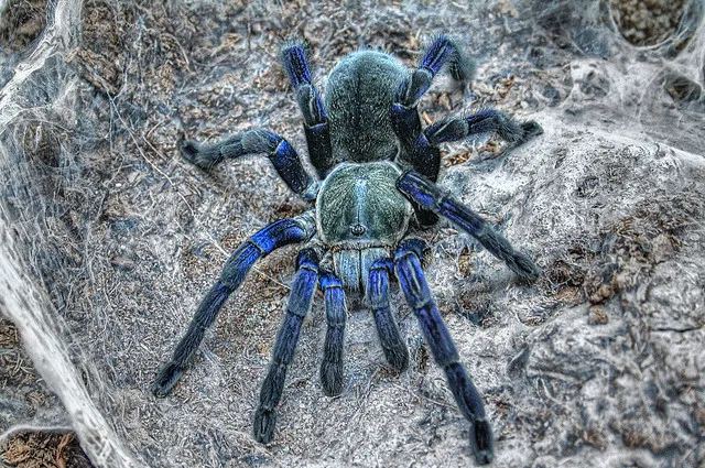 23063 cobalt blue tarantula docility