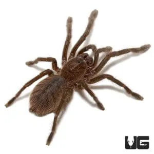 23063 cobalt blue tarantula enclosure