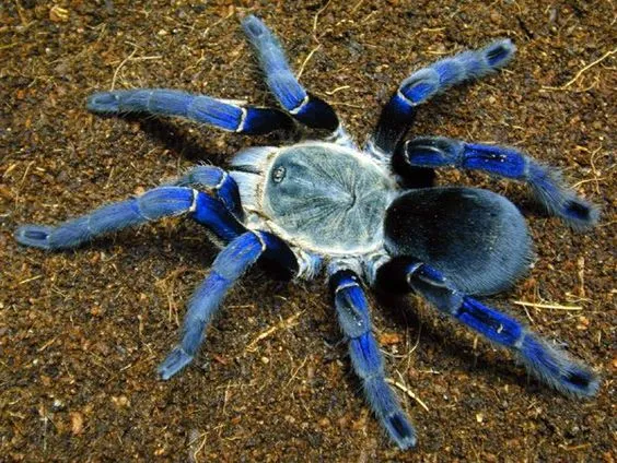23063 cobalt blue tarantula habitat