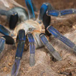 /img/23063-cobalt-blue-tarantula-lifespan.webp