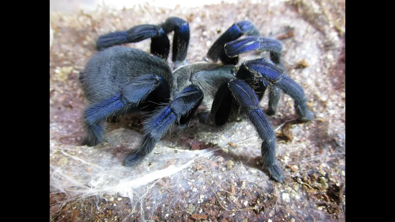 23063 cobalt blue tarantula overview