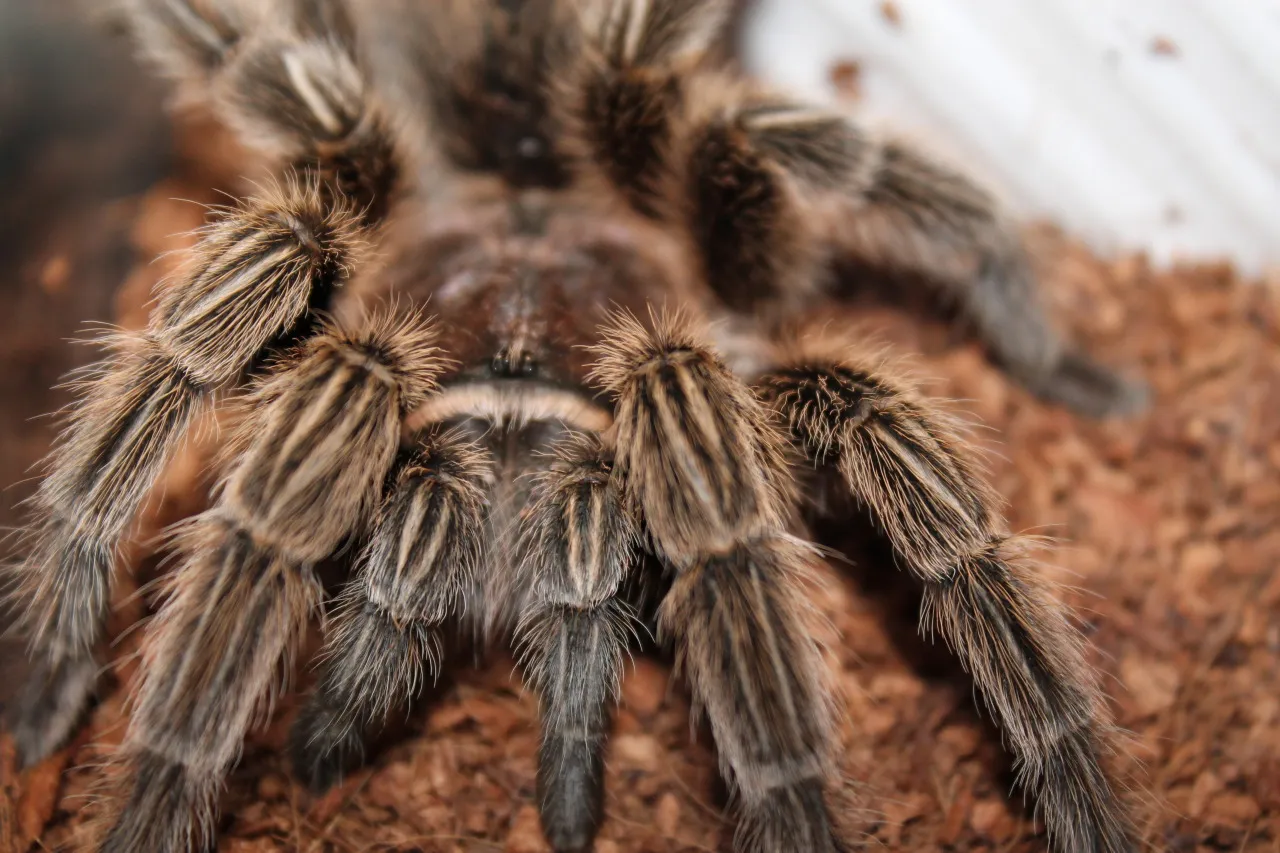 23065 tarantula breeding